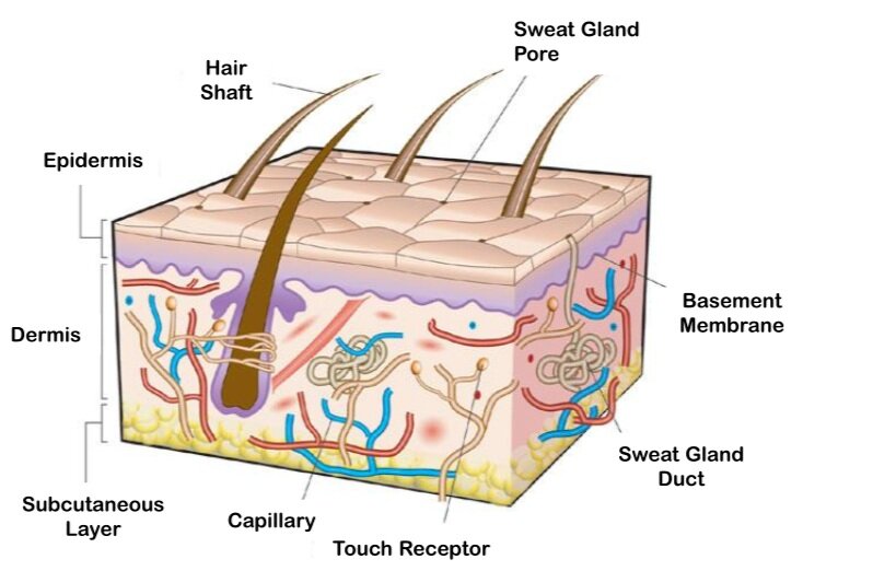 Skin Science