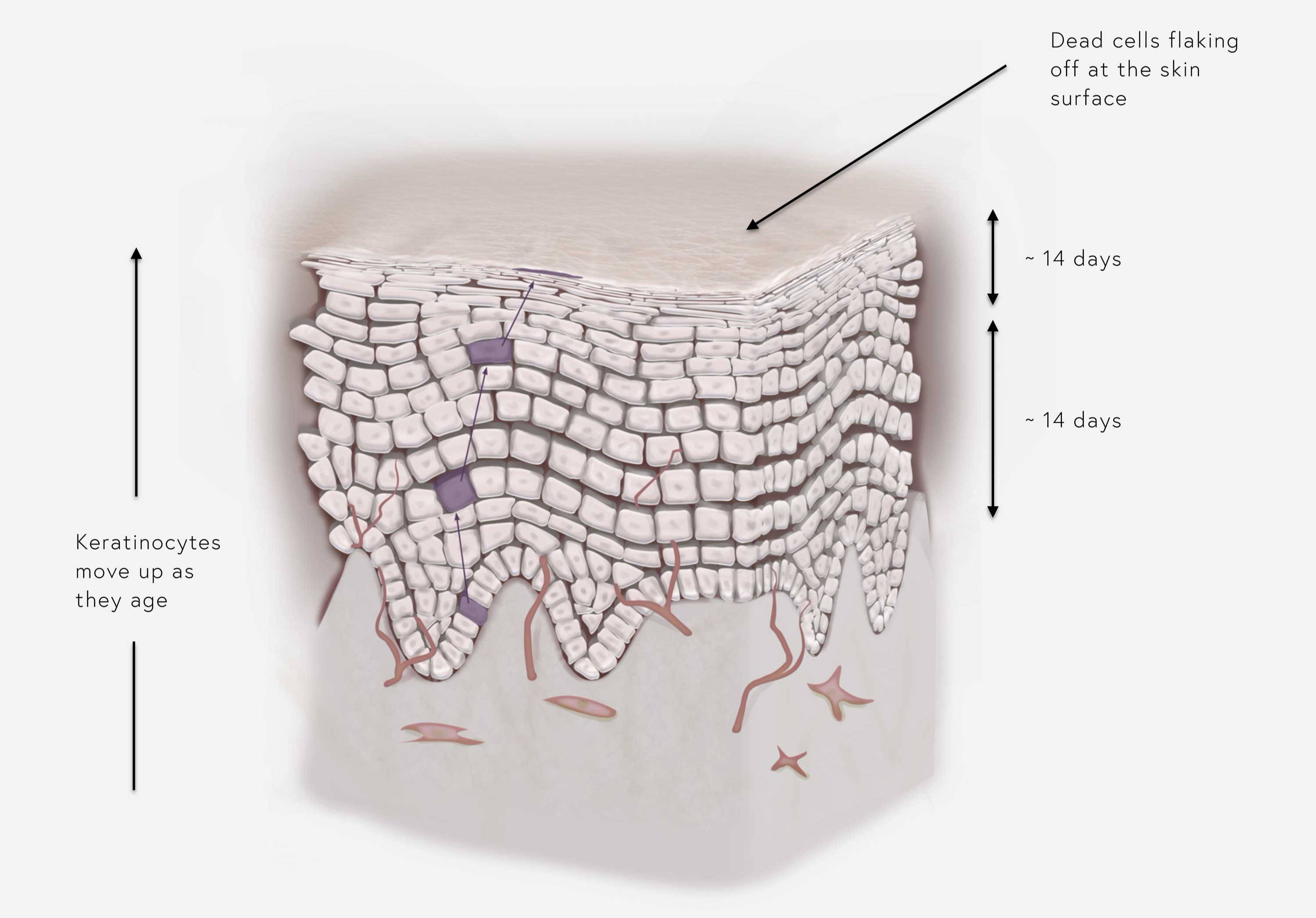 Creatine Acne: What the Science Actually Says