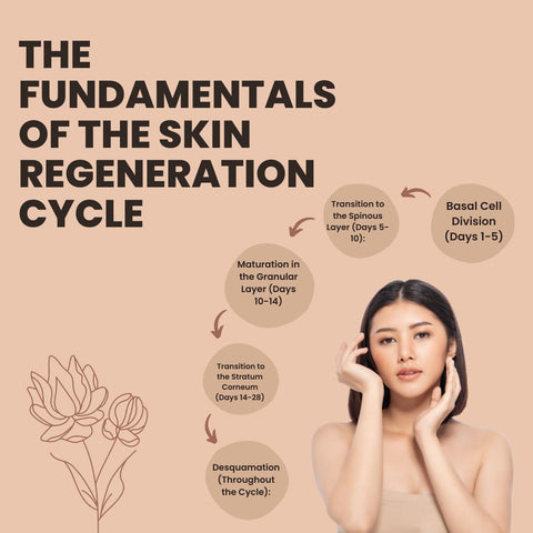 The Skin Cycle